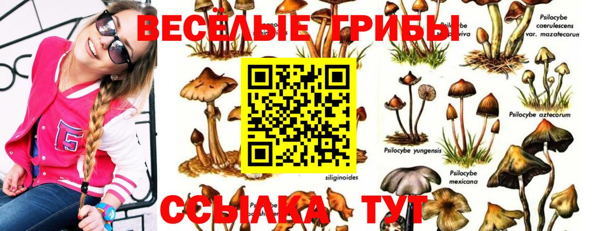 Псилоцибиновые грибы GOLDEN TEACHER  дарнет шоп  Кизилюрт  Вход с VPN 